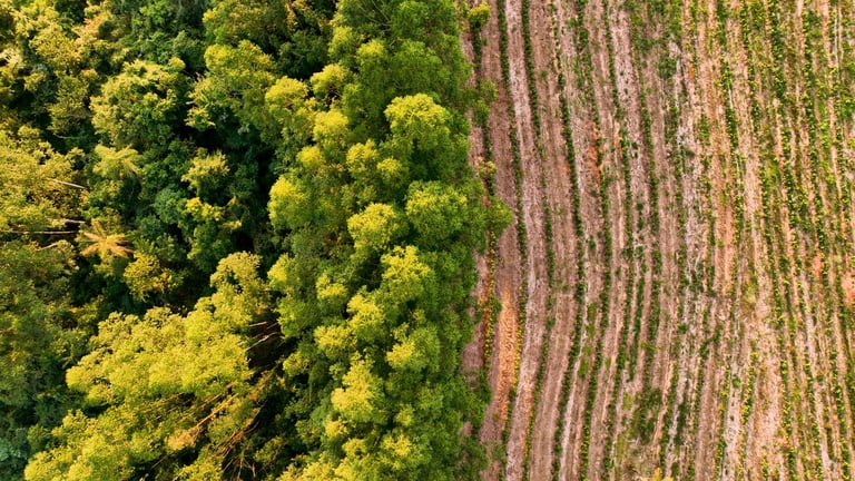 Beautiful rural landscape with eucalyptus trees