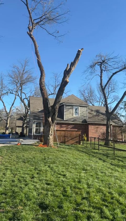 Large bare tree with V-shaped trunk in front of two-story brick house with green lawn and clear blue sky
