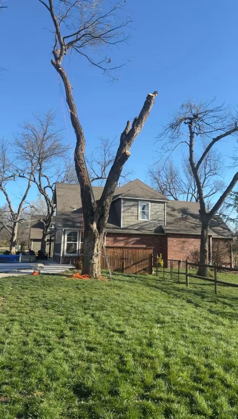 Large bare tree with V-shaped trunk in front of two-story brick house with green lawn and clear blue sky