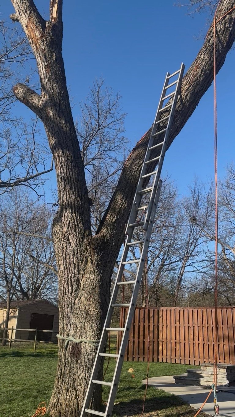 Wooden ladder leans against a large bare tree in a residential yard under clear blue sky