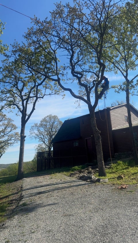 Dark wooden cabin with wraparound deck nestled among gnarled trees on a hillside under clear blue sky