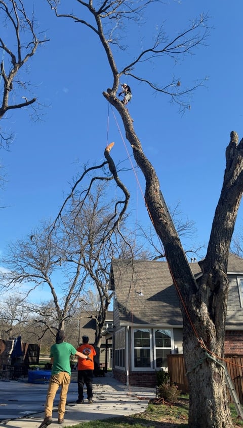Tree removal workers use rope and pulley system to safely take down a large dead tree near a house